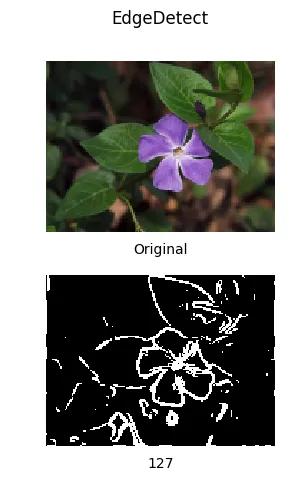 Edge detection applied to a flower photo