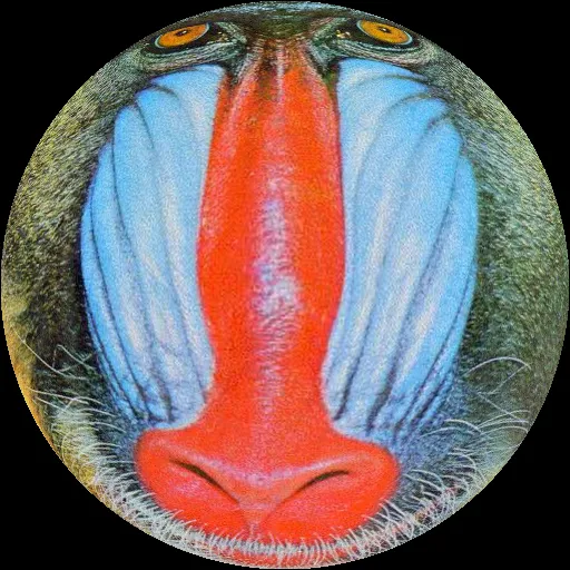 The mandrill test image warped with a fish-eye filter